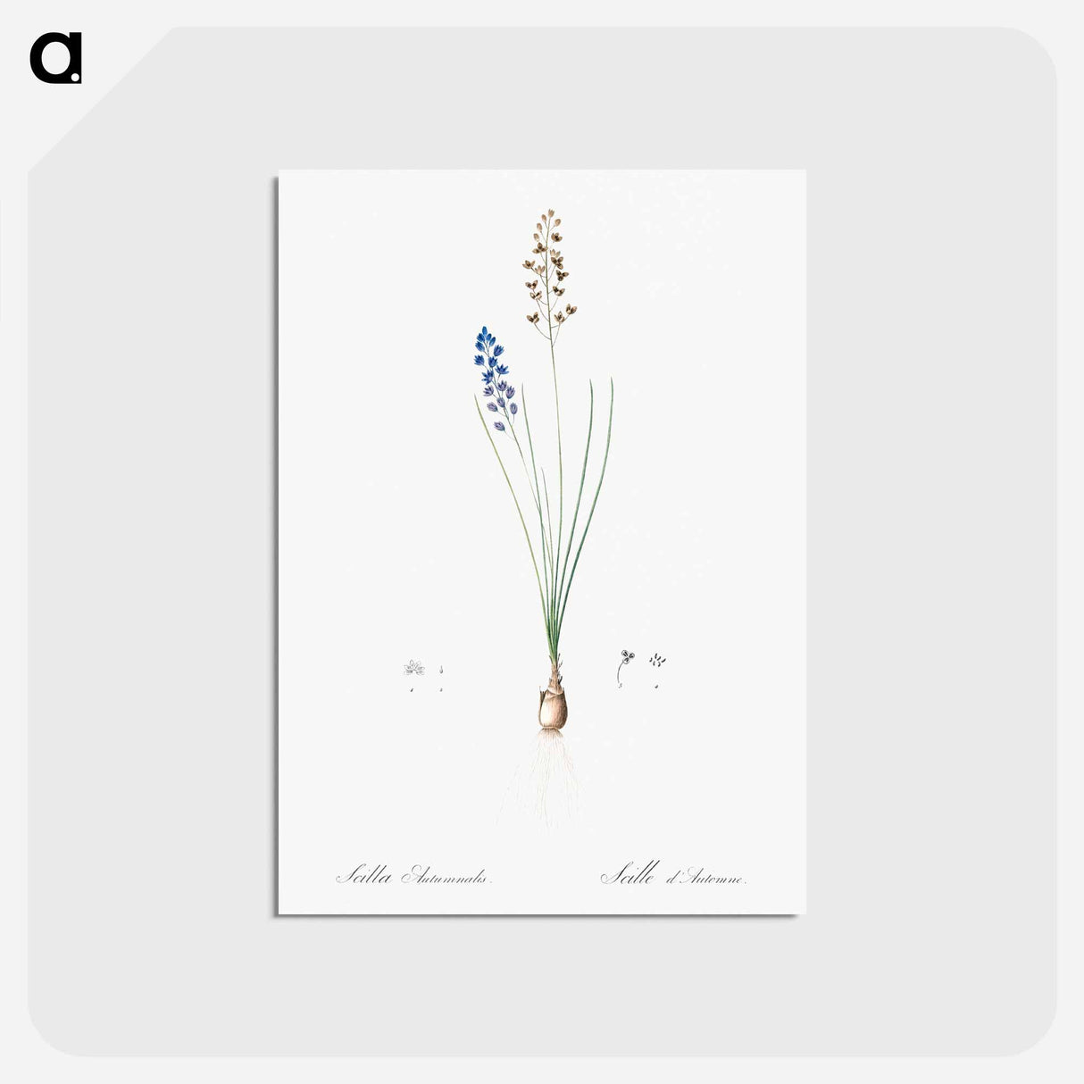 アートポストカード-Autumn squill illustration - ピエール ジョゼフ ルドゥーテ Postcard.
