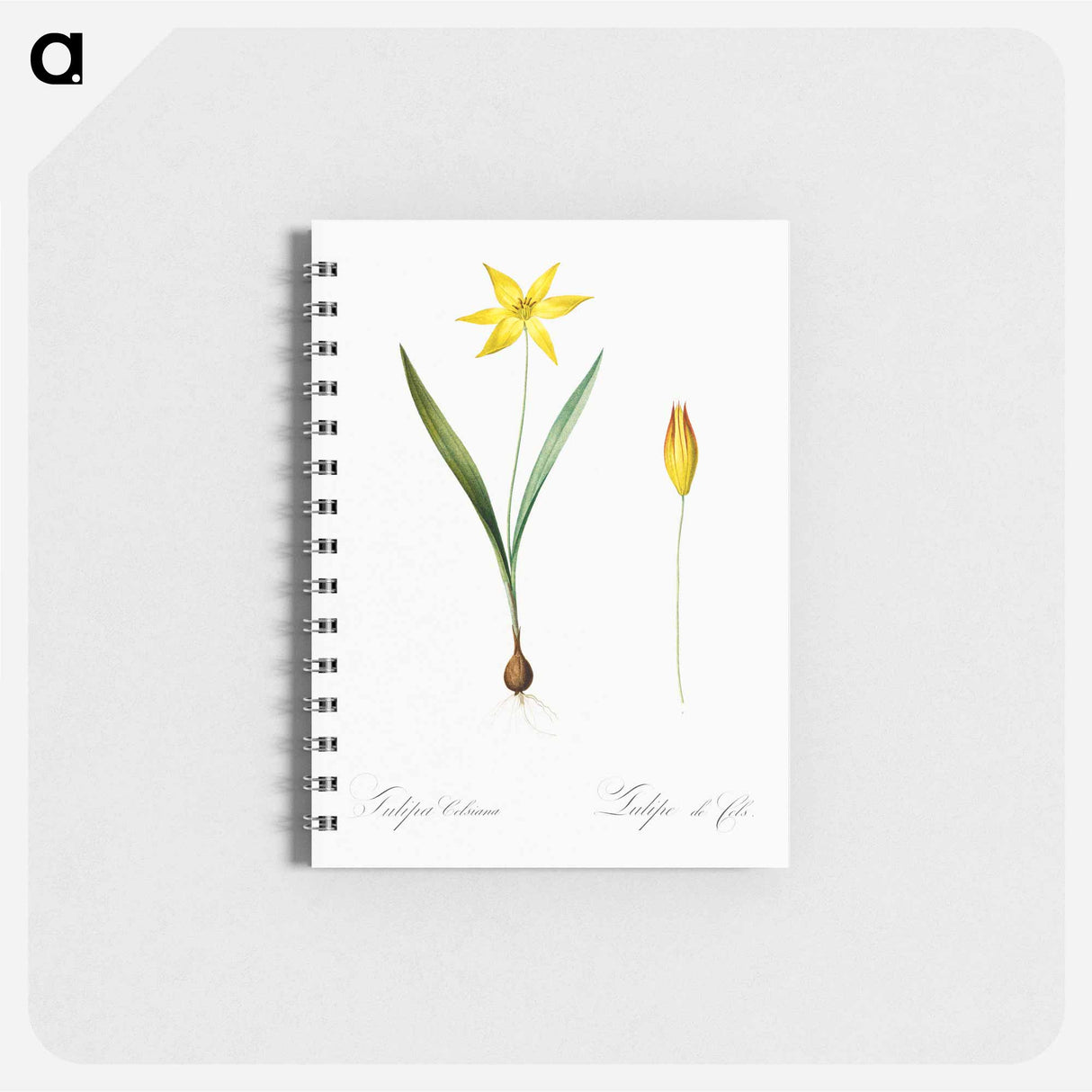 Tulipa celsiana illustration - ピエール ジョゼフ ルドゥーテ Memo.