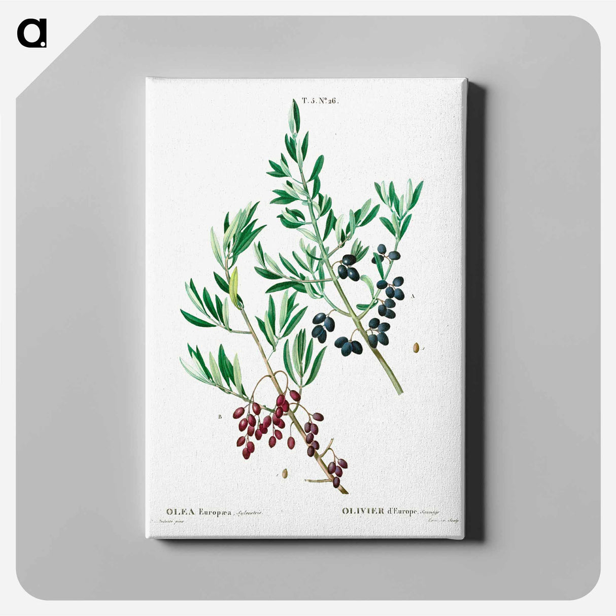 アートパネル-Wild olive - ピエール ジョゼフ ルドゥーテ Canvas.
