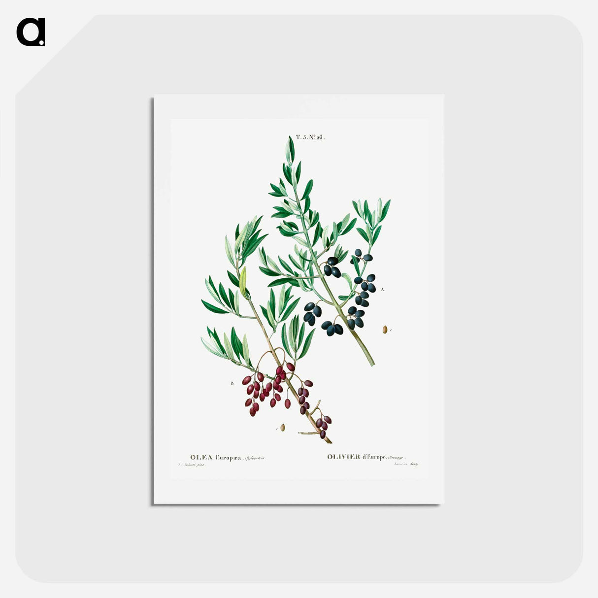 アートポストカード-Wild olive - ピエール ジョゼフ ルドゥーテ Postcard.