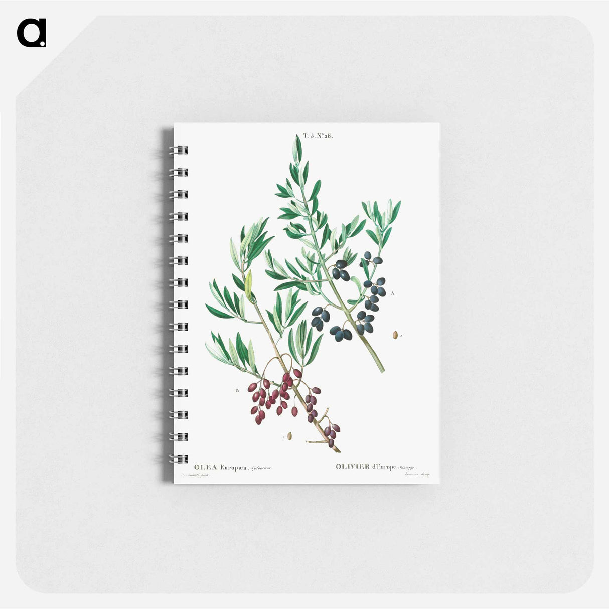 アートメモ帳-Wild olive - ピエール ジョゼフ ルドゥーテ Memo.