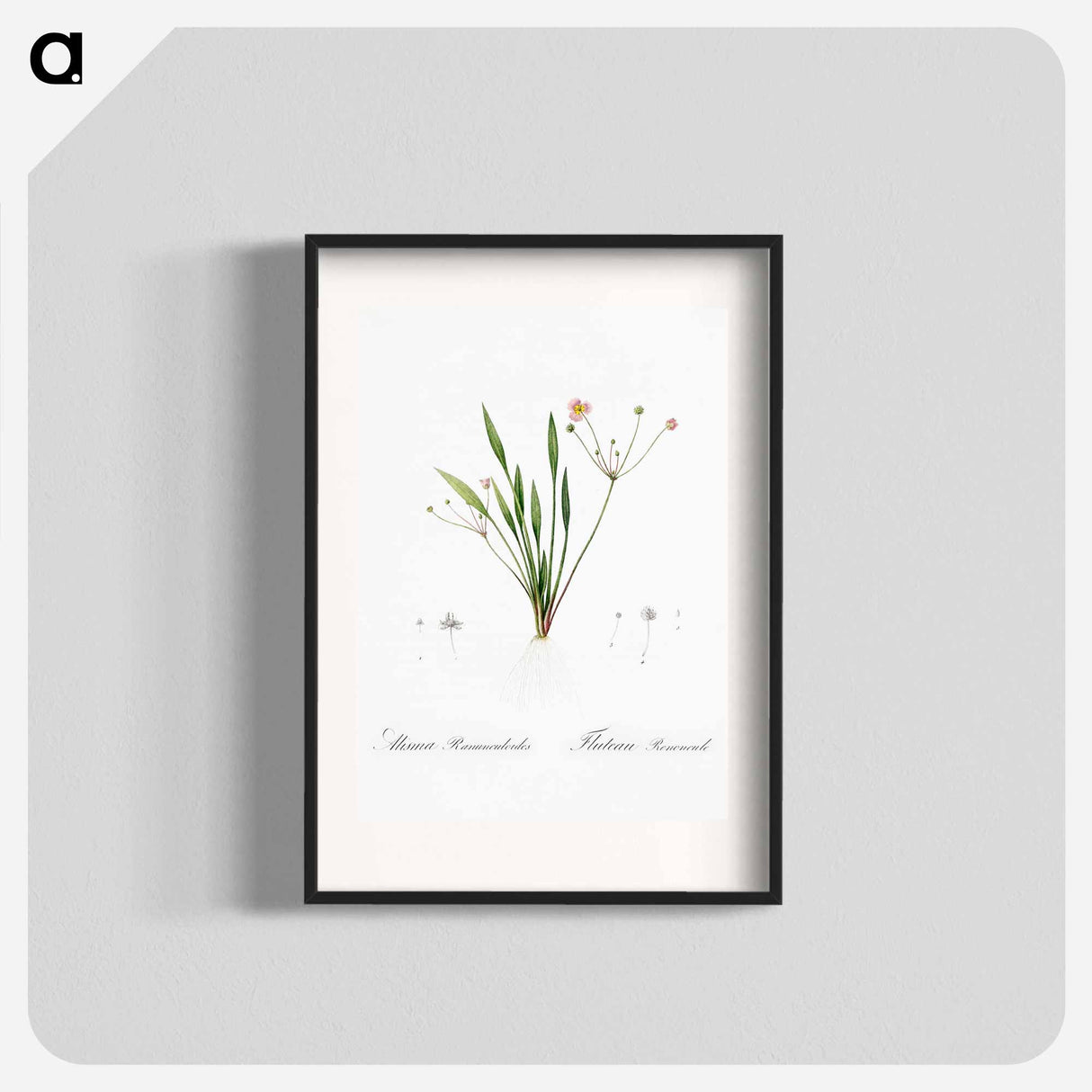 Lesser water-plantain illustration - Pierre Joseph Redouté Poster.