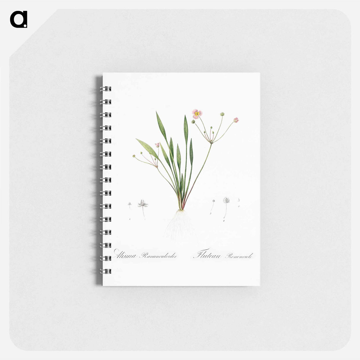 アートメモ帳-Lesser water-plantain illustration - ピエール ジョゼフ ルドゥーテ Memo.