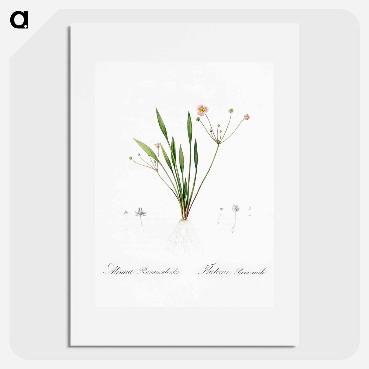 Lesser water-plantain illustration - Pierre Joseph Redouté Poster.