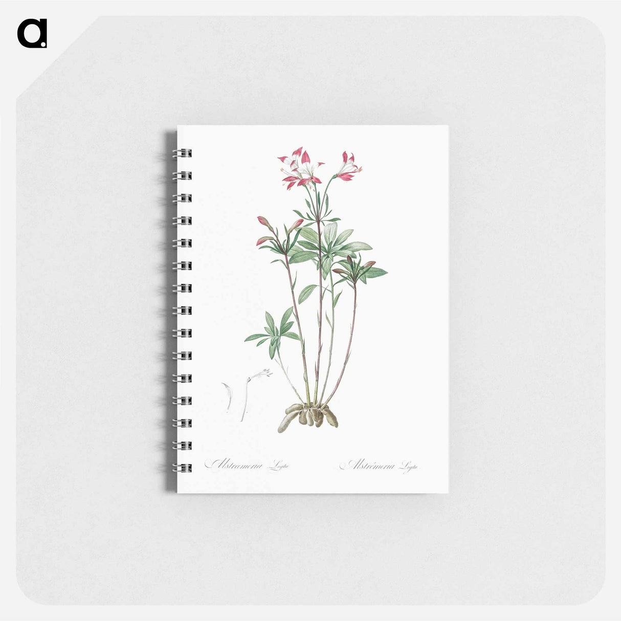 Lily of the Incas - ピエール ジョゼフ ルドゥーテ Memo.