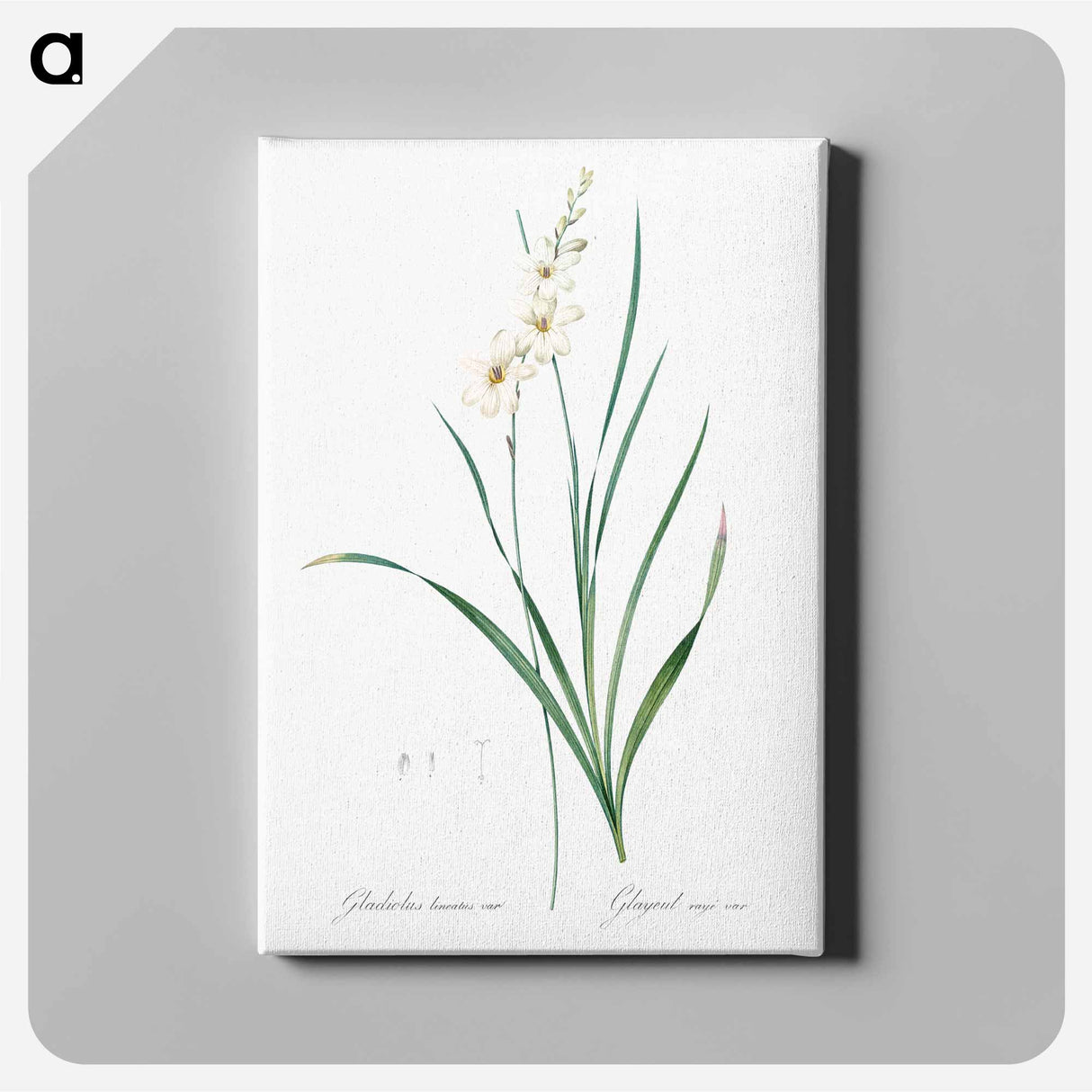 アートパネル-Gladiolus lineatus illustration - ピエール ジョゼフ ルドゥーテ Canvas.