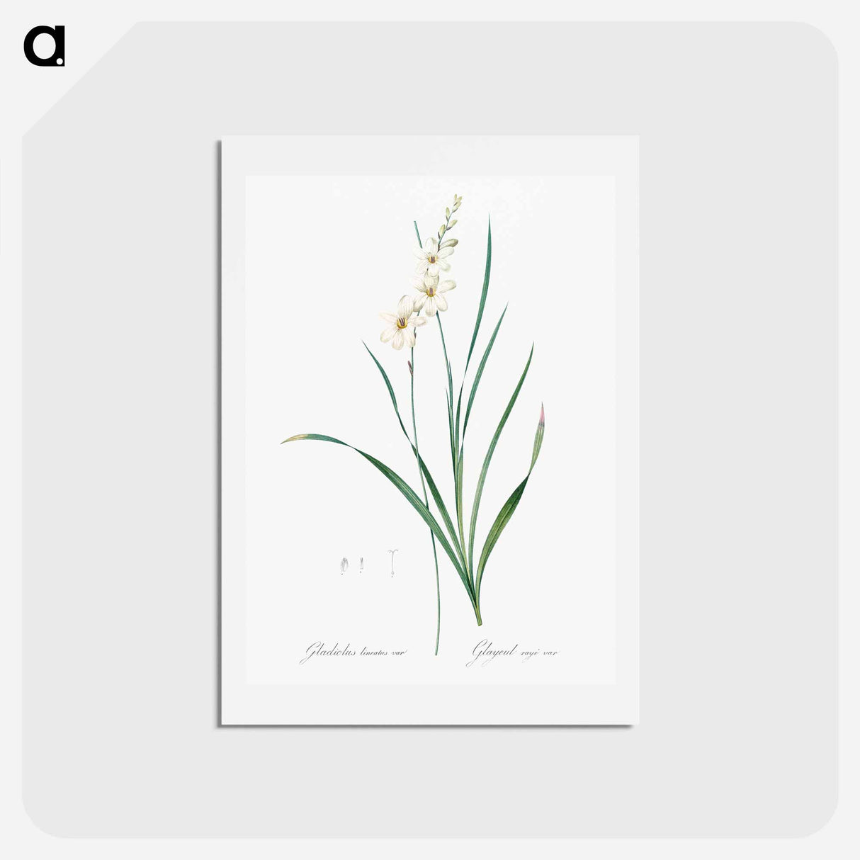 アートポストカード-Gladiolus lineatus illustration - ピエール ジョゼフ ルドゥーテ Postcard.