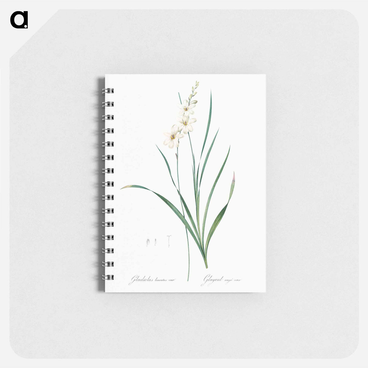 Gladiolus lineatus illustration - ピエール ジョゼフ ルドゥーテ Memo.