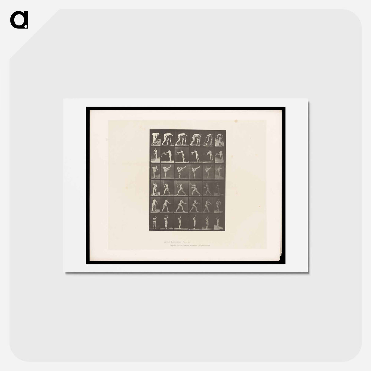 アートポストカード-Woman in Motion
- エドワード マイブリッジ Postcard.