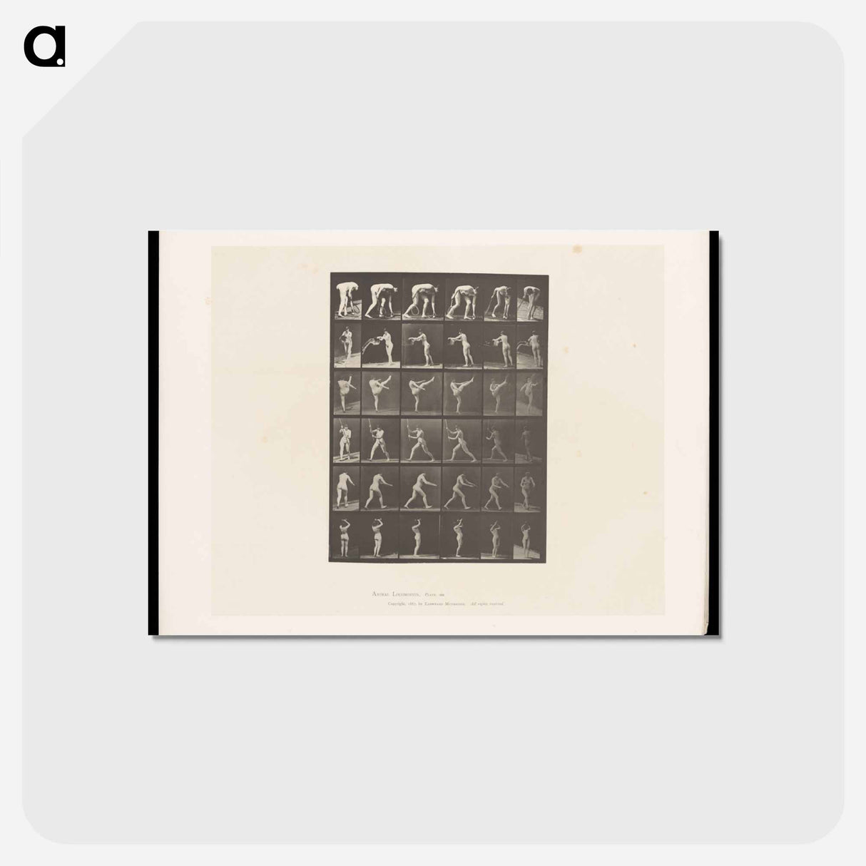 アートポストカード-Woman in Motion
- エドワード マイブリッジ Postcard.