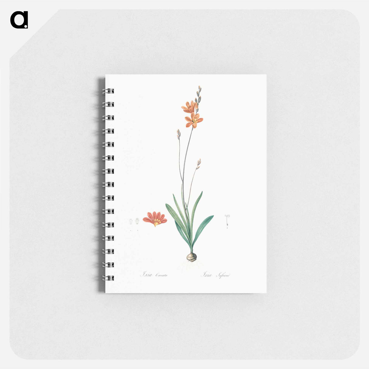 Mossel bay tritonia - ピエール ジョゼフ ルドゥーテ Memo.