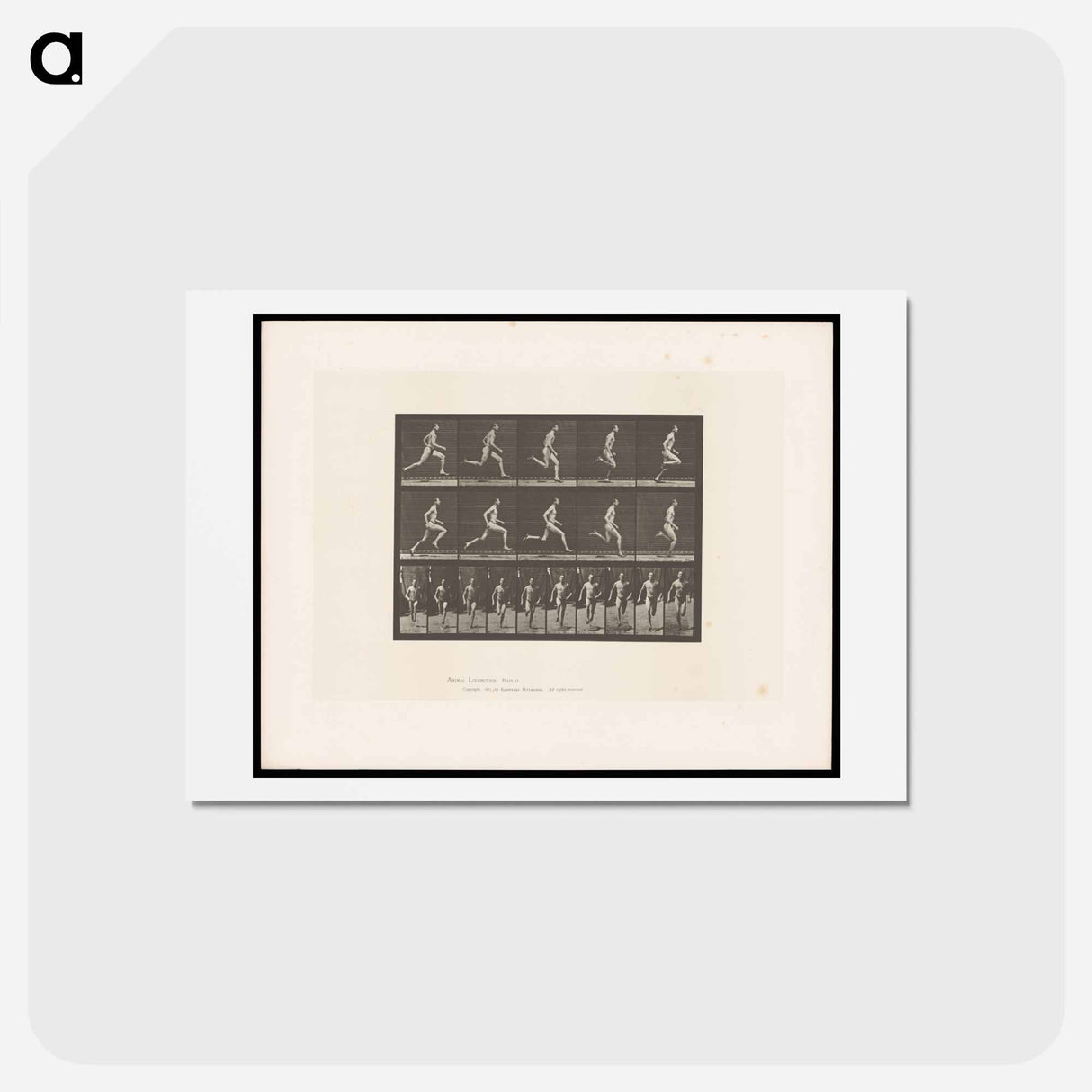 アートポストカード-Sprinting Man
- エドワード マイブリッジ Postcard.