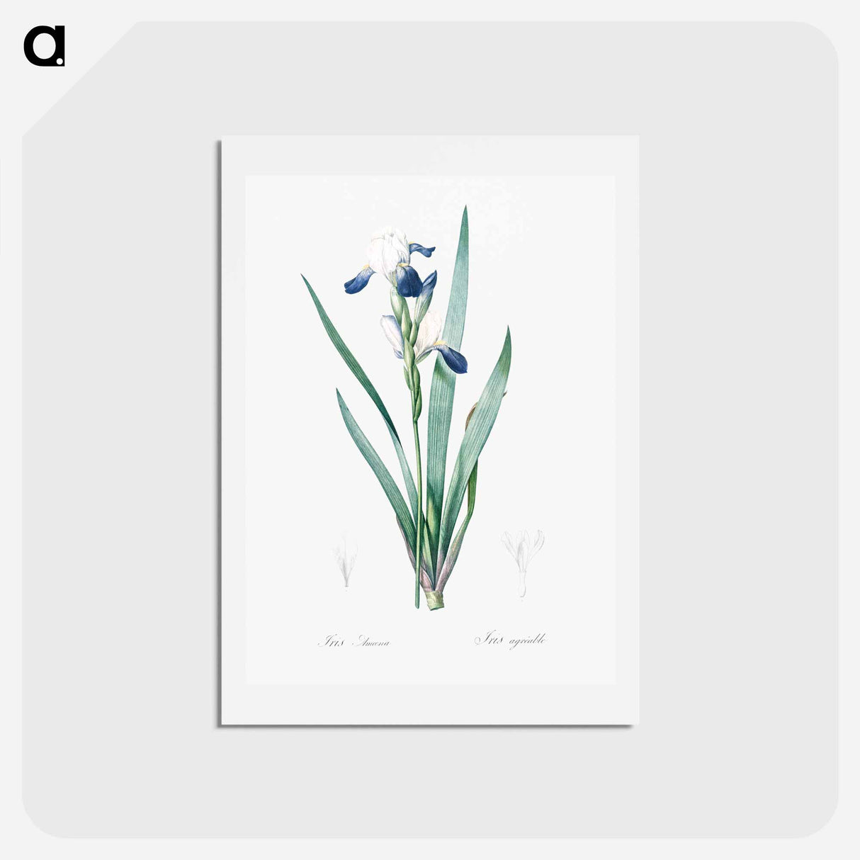 アートポストカード-Tall bearded iris illustration - ピエール ジョゼフ ルドゥーテ Postcard.