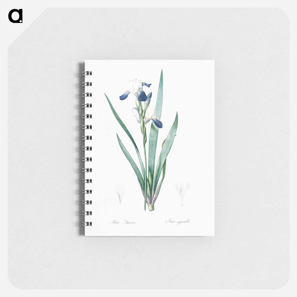 Tall bearded iris illustration - ピエール ジョゼフ ルドゥーテ Memo.