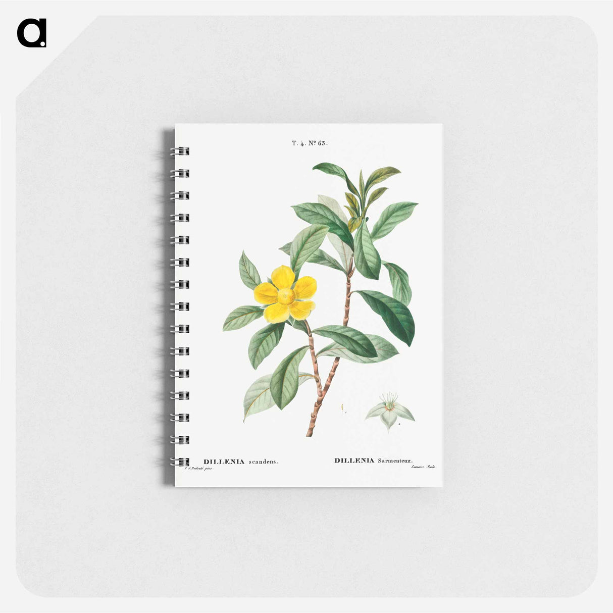 Snake vine - ピエール ジョゼフ ルドゥーテ Memo.