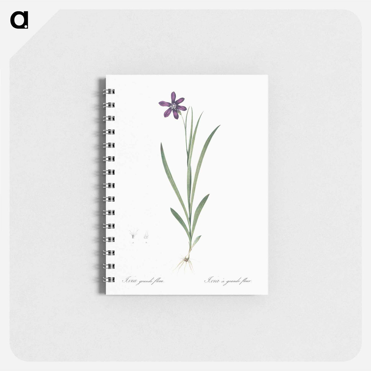 アートメモ帳-Ixia grandiflora illustration - ピエール ジョゼフ ルドゥーテ Memo.
