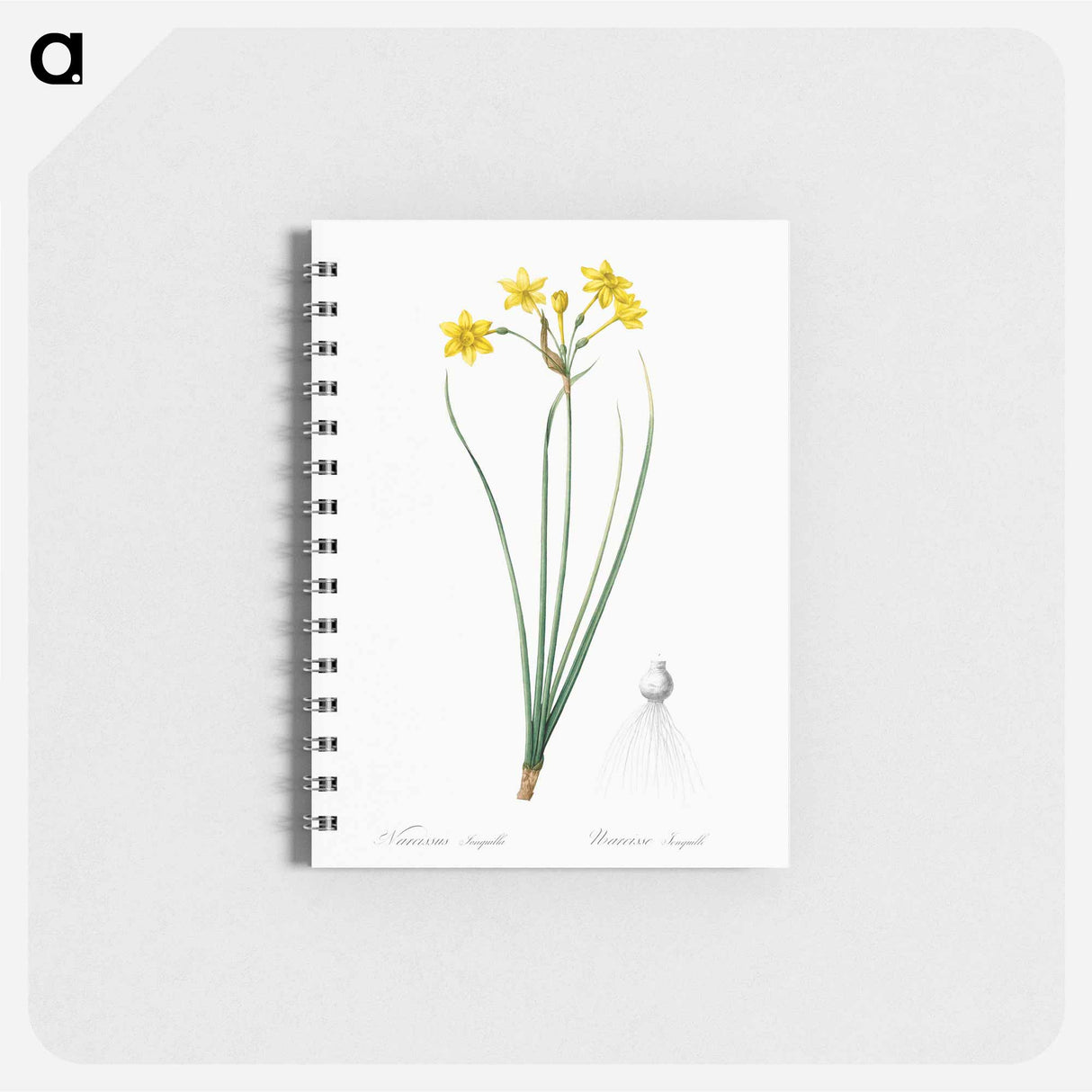 アートメモ帳-Rush daffodil illustration - ピエール ジョゼフ ルドゥーテ Memo.