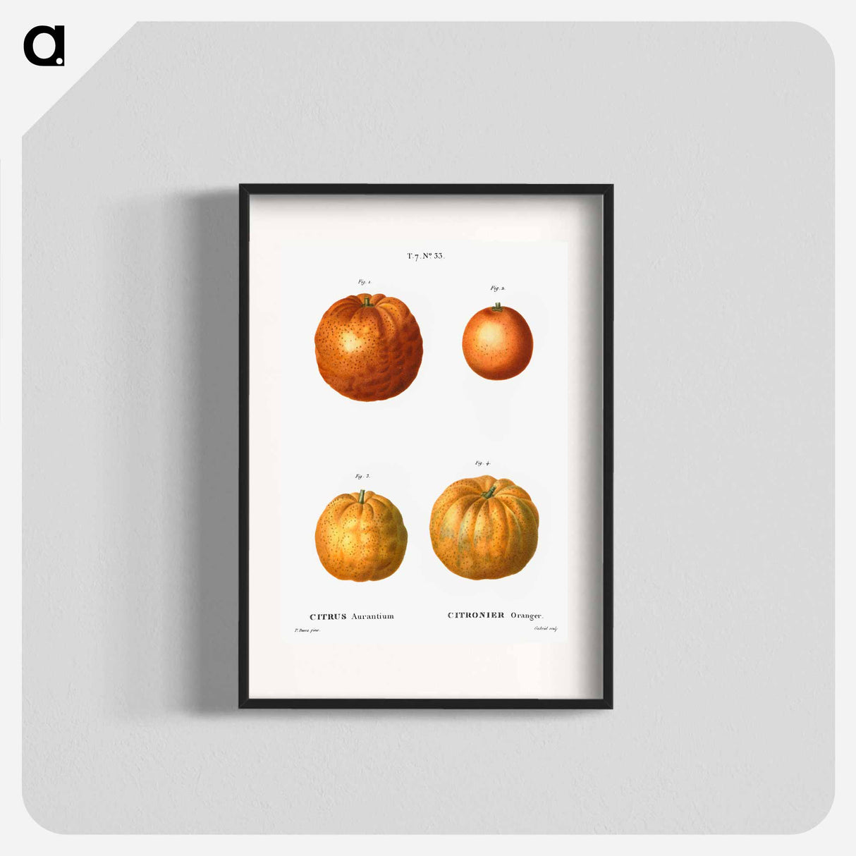 Bitter orange (Citrus aurantium) - Pierre Joseph Redouté Poster.