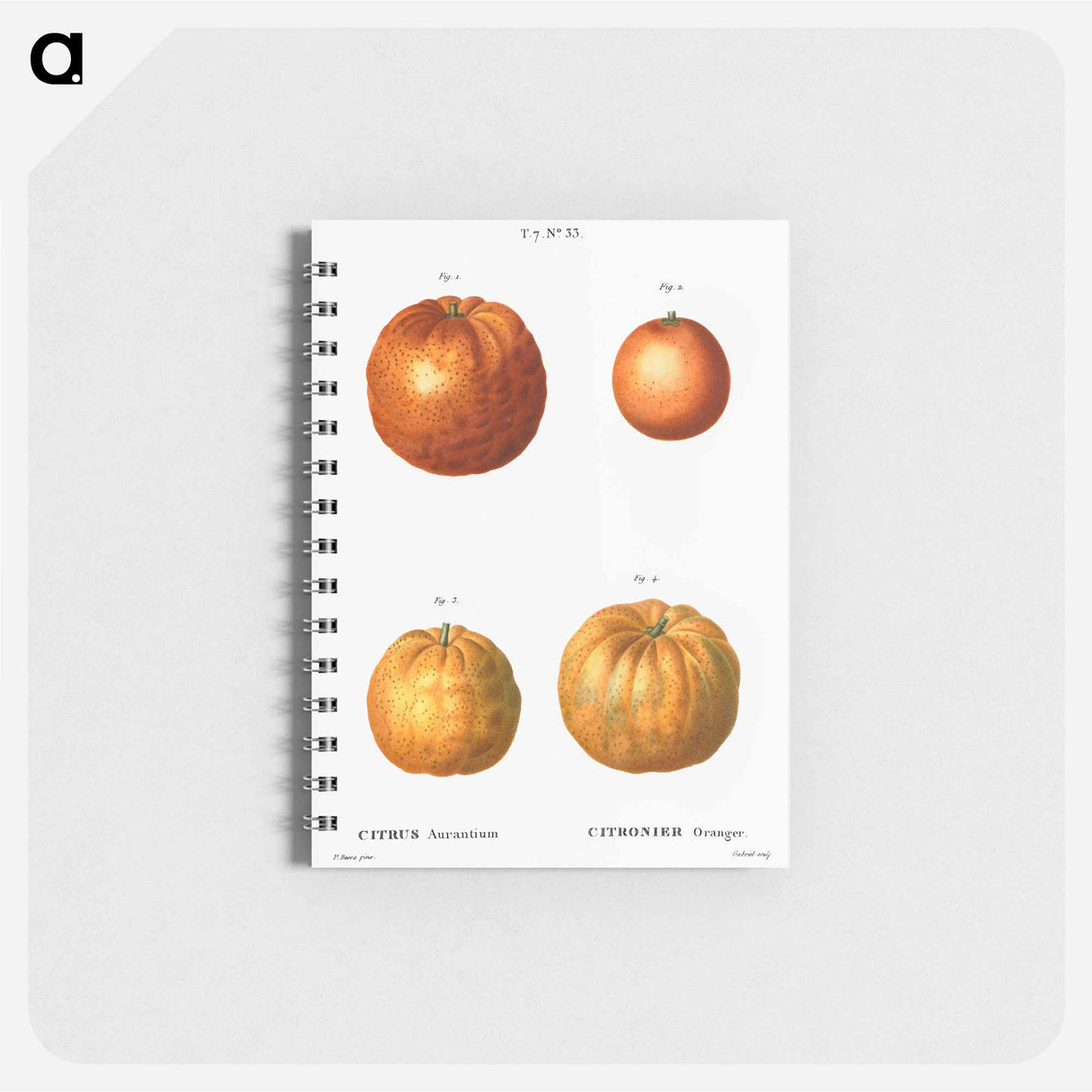 アートメモ帳-Bitter orange (Citrus aurantium) - ピエール ジョゼフ ルドゥーテ Memo.