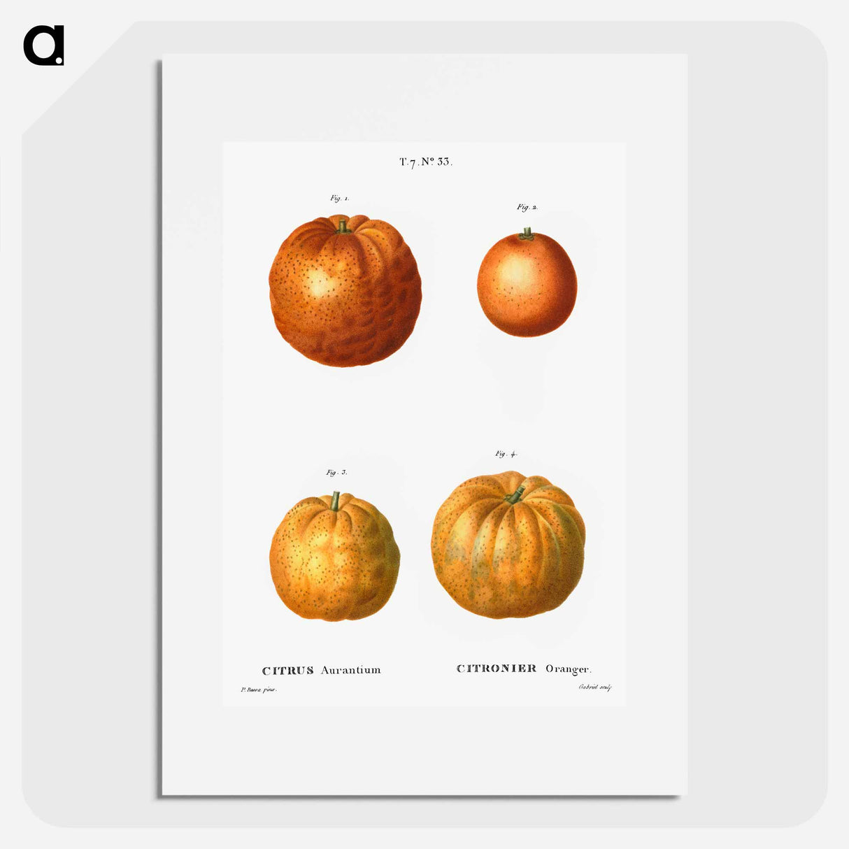 Bitter orange (Citrus aurantium) - Pierre Joseph Redouté Poster.