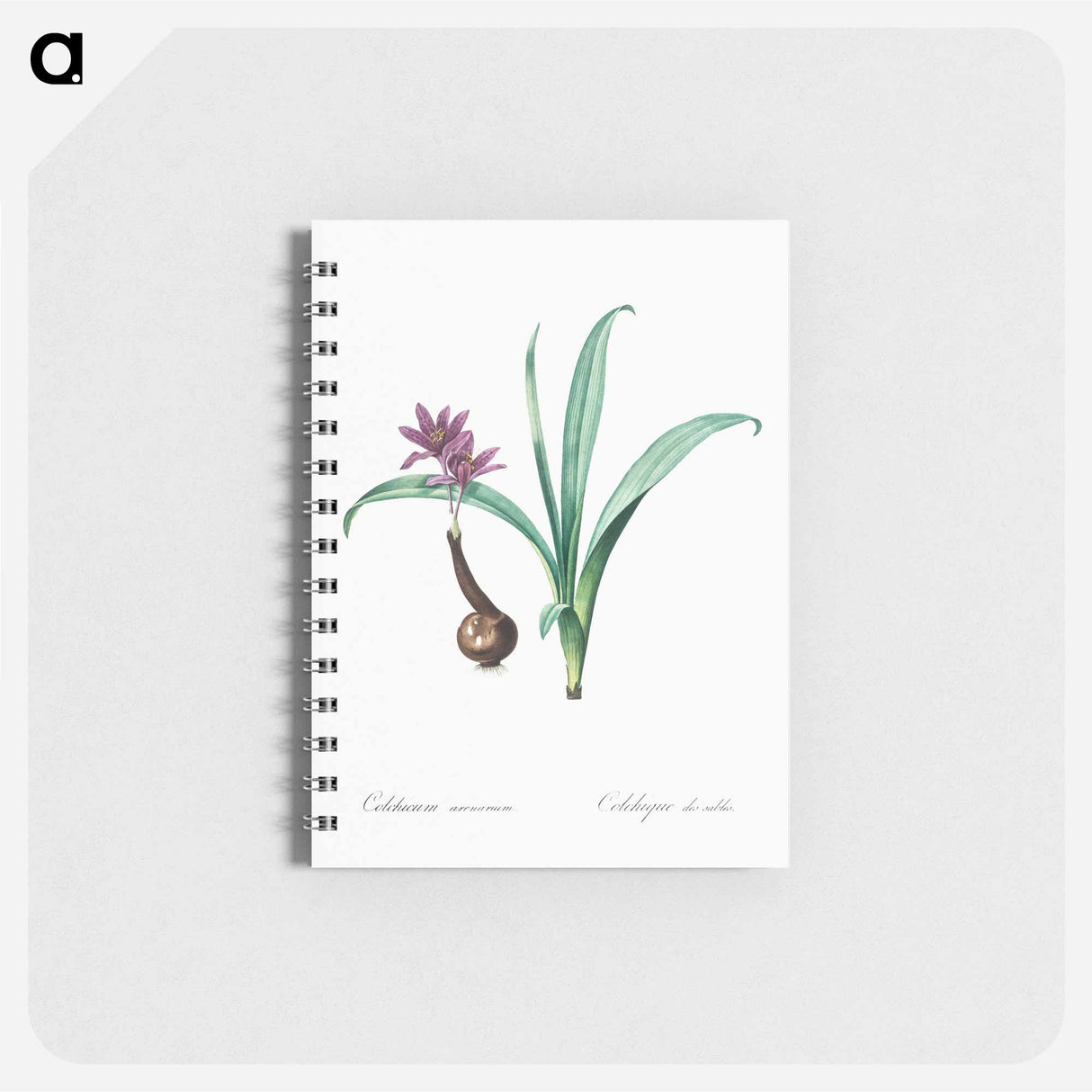 アートメモ帳-Alpine autumn crocus illustration - ピエール ジョゼフ ルドゥーテ Memo.