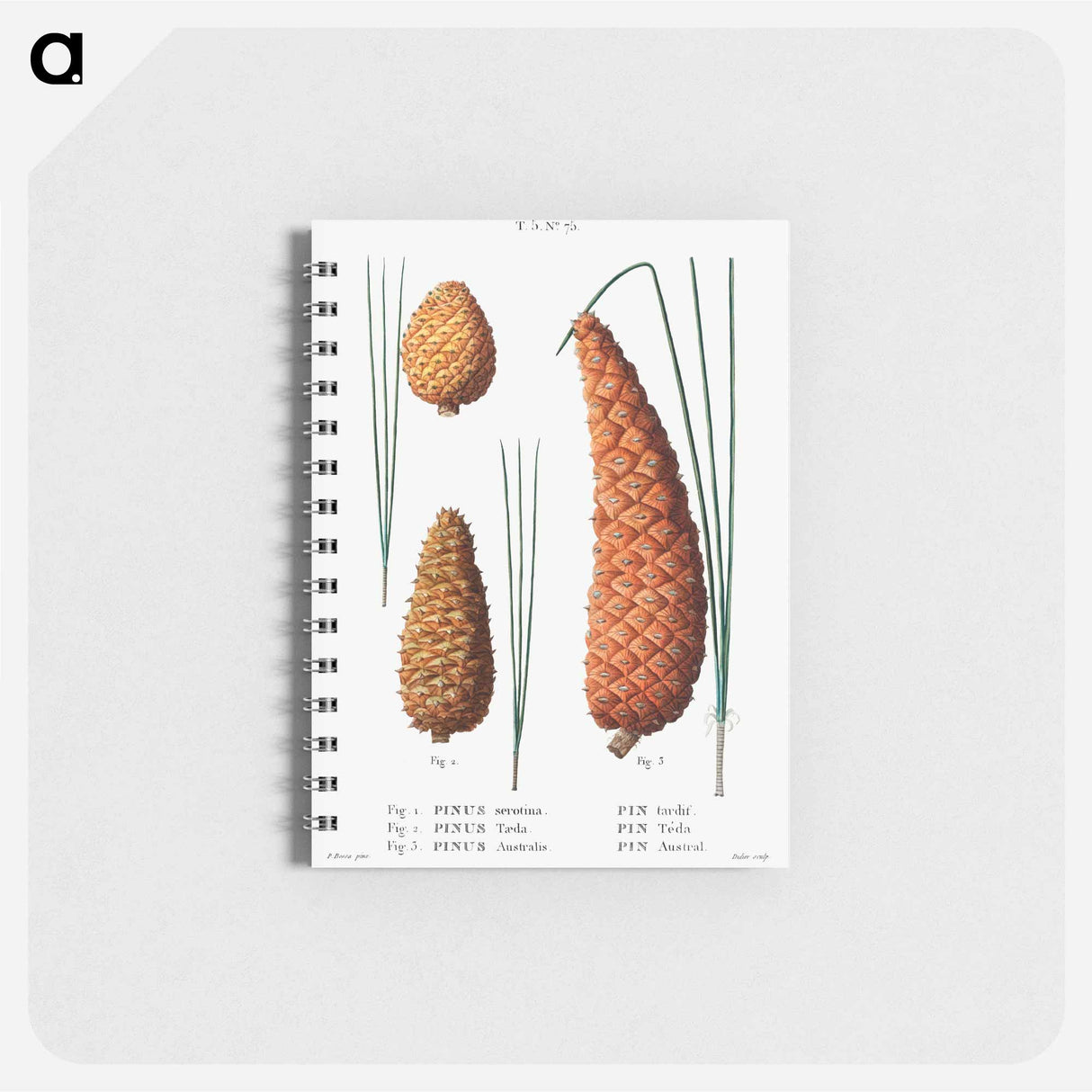 Pond pine (Pinus serotina) 2. Loblolly pine (Pinus taeda) 3. Black pine (Pinus Australis) from Traité des Arbres et Arbustes que l’on cultive en France en pleine terre - ピエール ジョゼフ ルドゥーテ Memo.