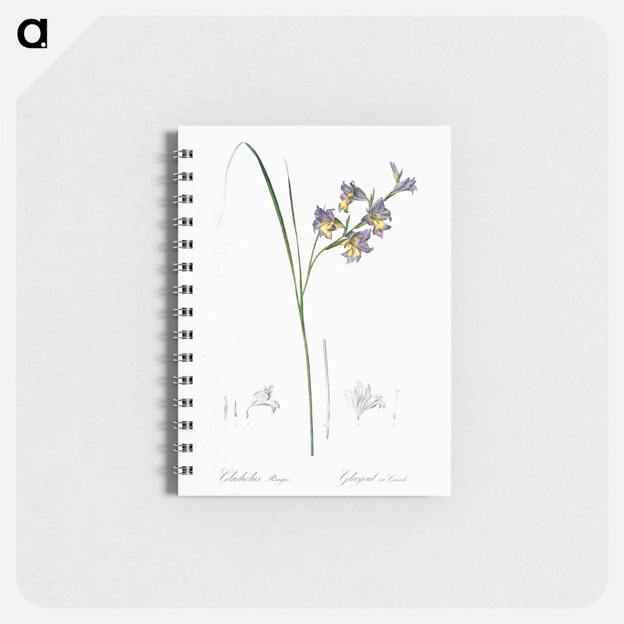 Gladiolus ringens - ピエール ジョゼフ ルドゥーテ Memo.