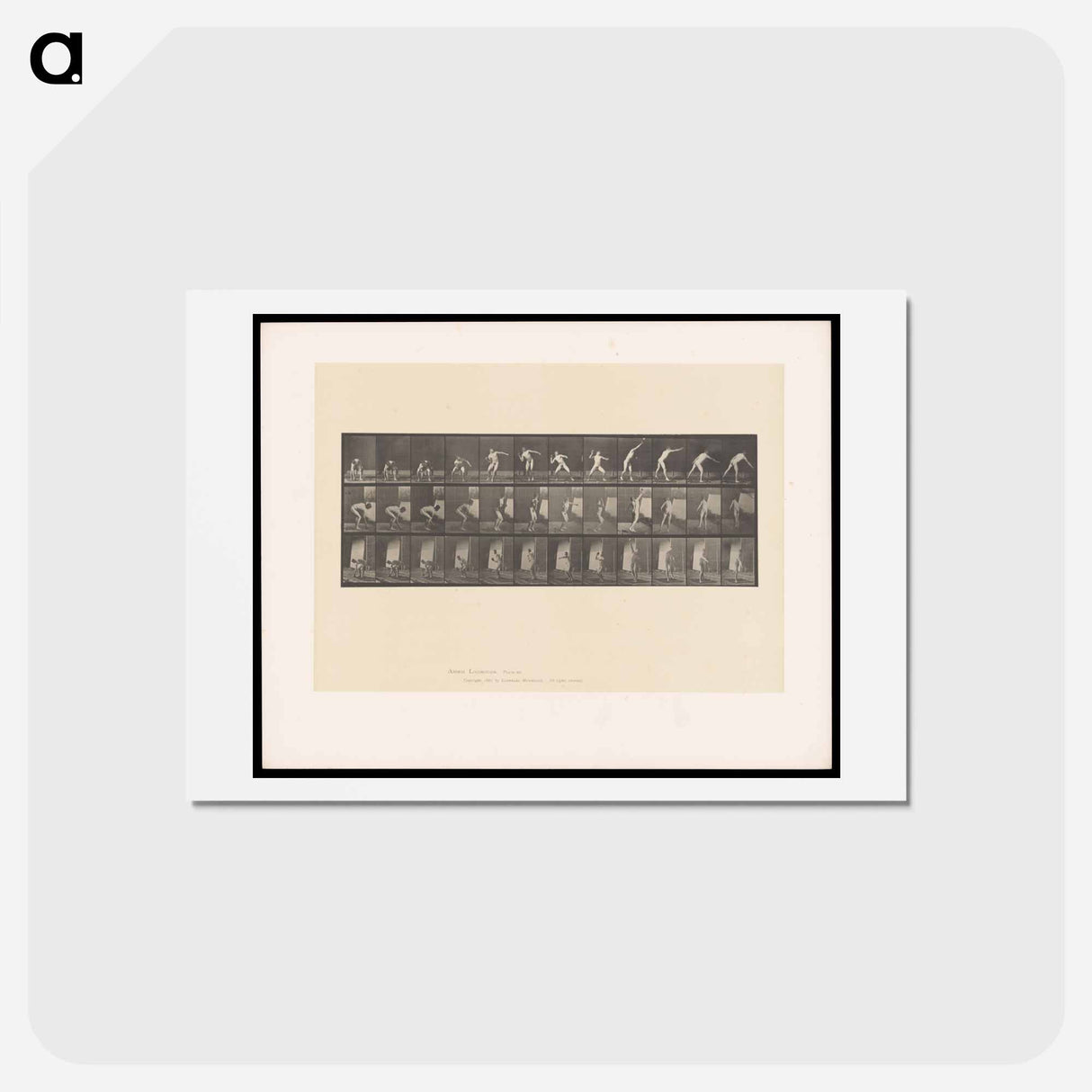 アートポストカード-The Throw
- エドワード マイブリッジ Postcard.