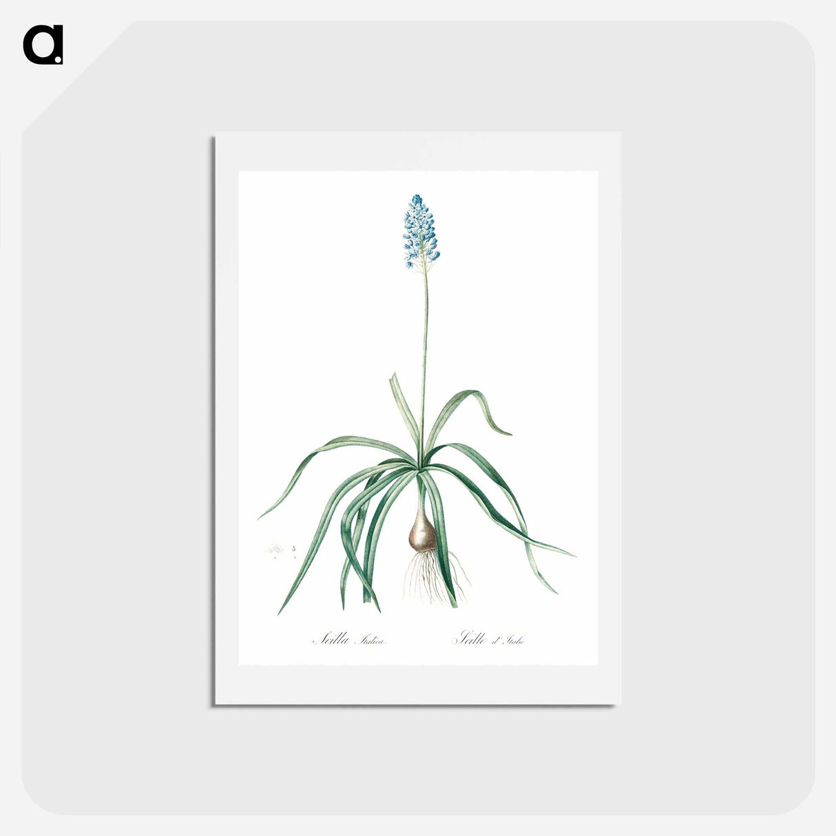 アートポストカード-Italian bluebell illustration - ピエール ジョゼフ ルドゥーテ Postcard.