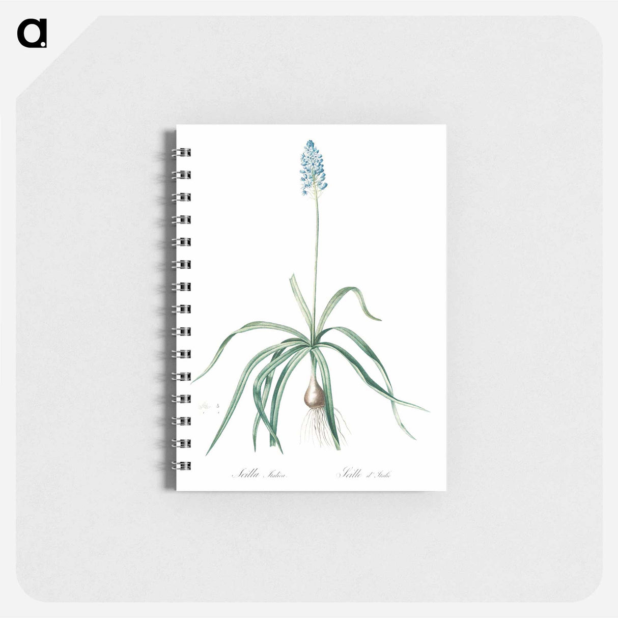 Italian bluebell illustration - ピエール ジョゼフ ルドゥーテ Memo.