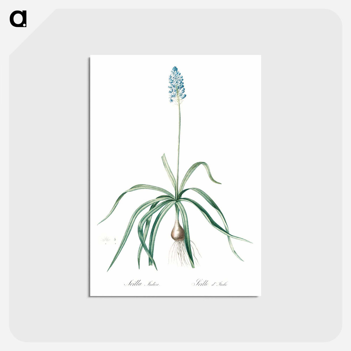 アートポストカード-Italian bluebell illustration - ピエール ジョゼフ ルドゥーテ Postcard.