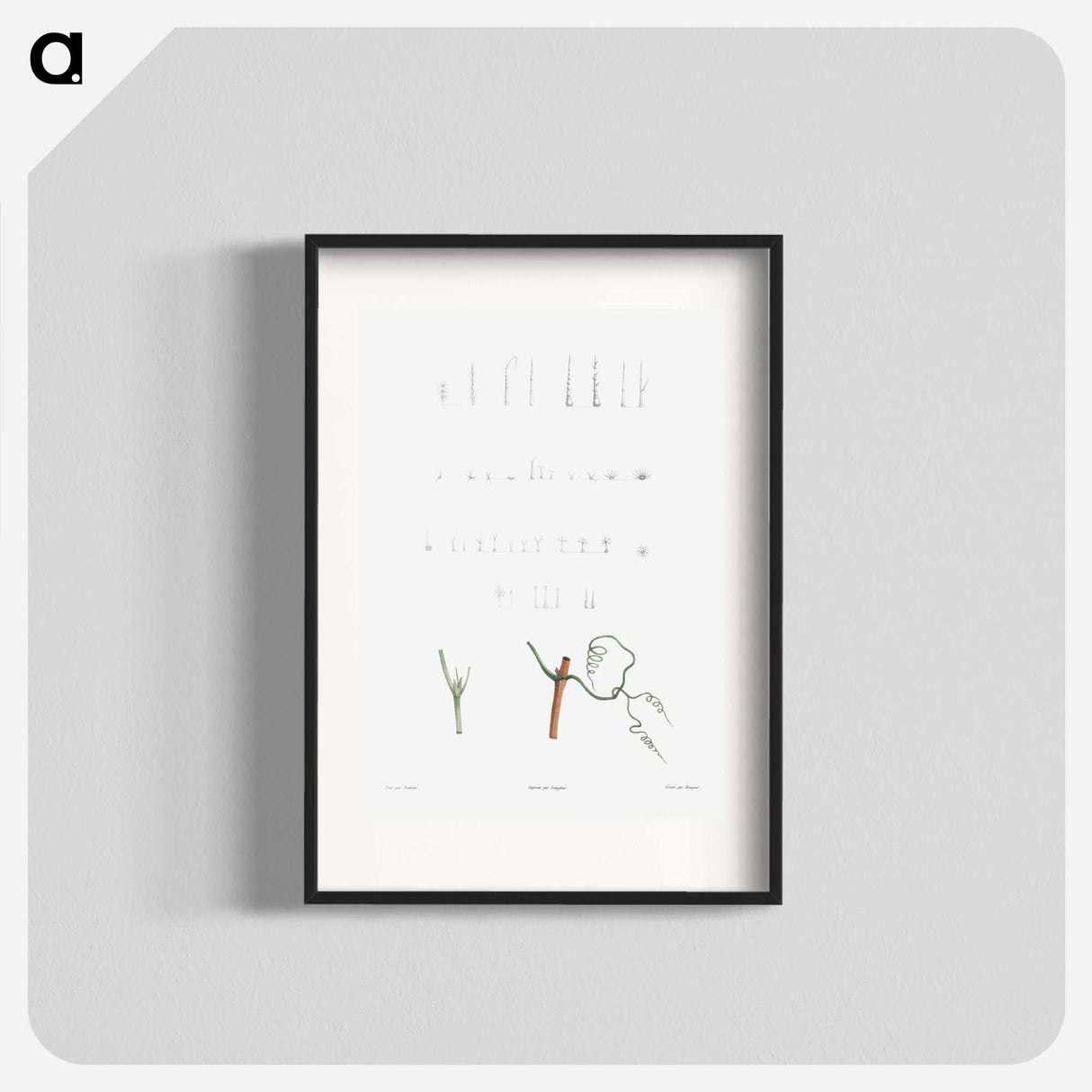 Plant stems - Pierre Joseph Redouté Poster.