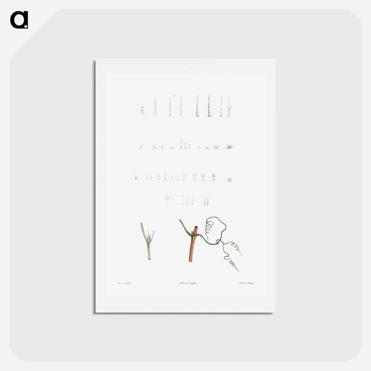 アートポストカード-Plant stems - ピエール ジョゼフ ルドゥーテ Postcard.