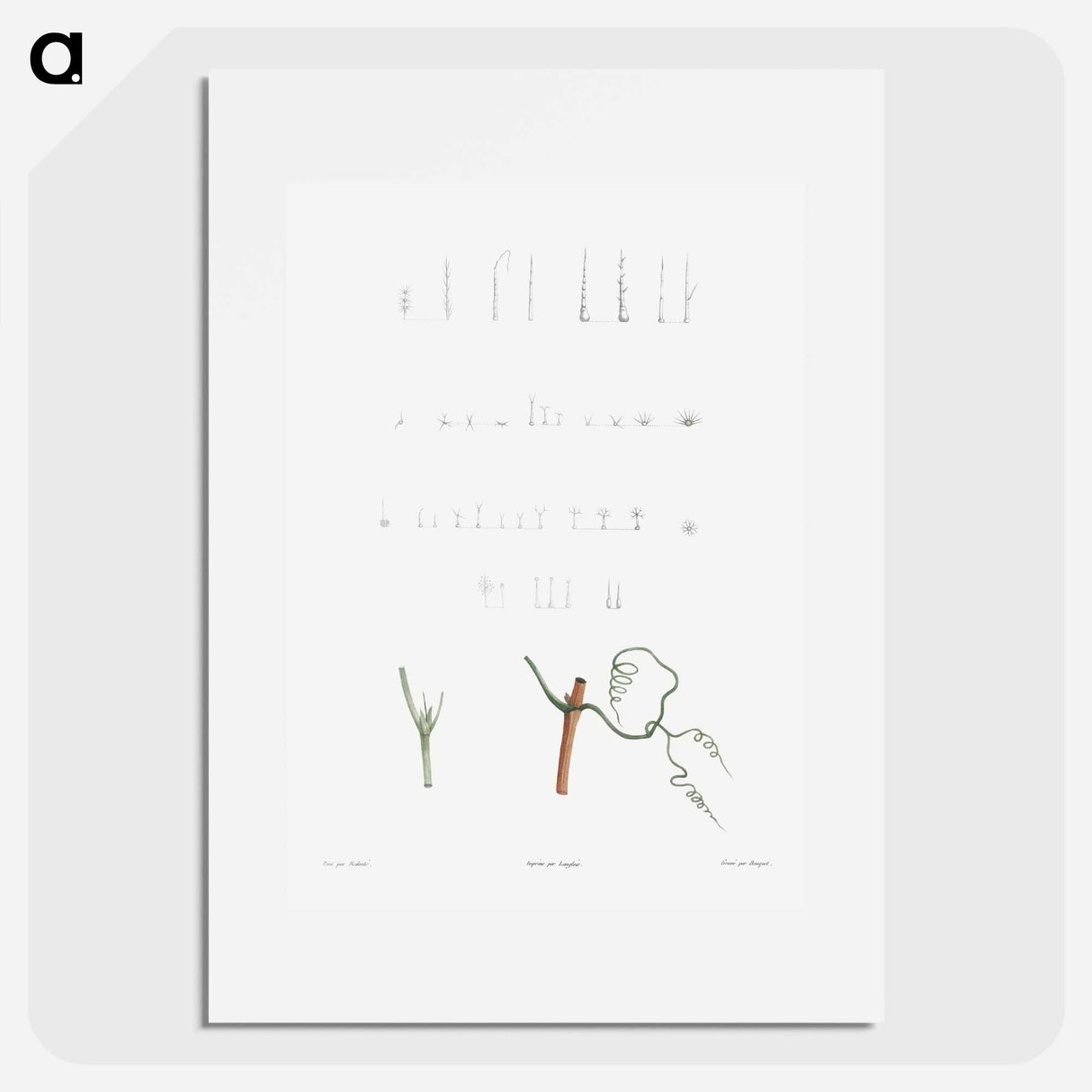 Plant stems - Pierre Joseph Redouté Poster.