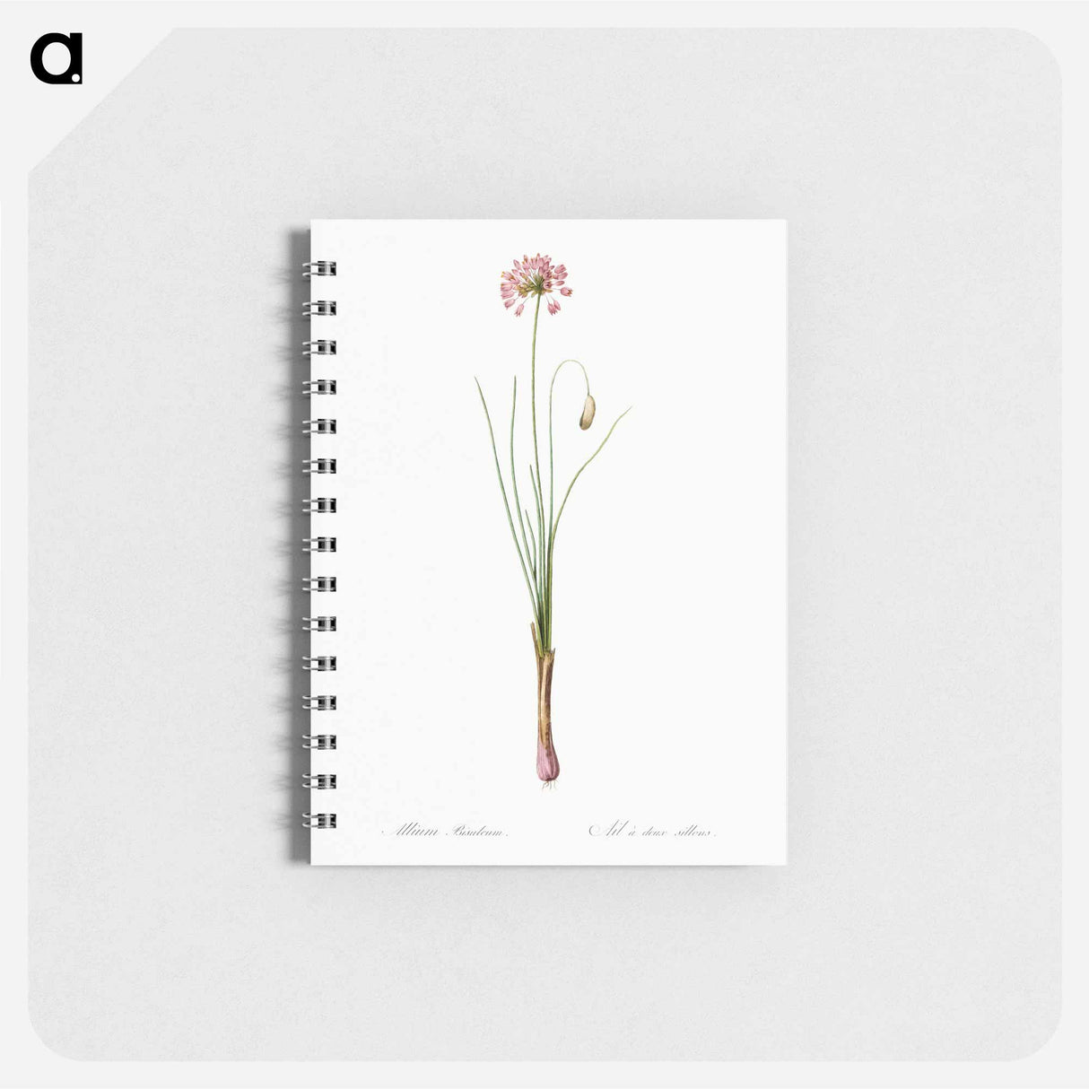 アートメモ帳-Autumn onion illustration - ピエール ジョゼフ ルドゥーテ Memo.