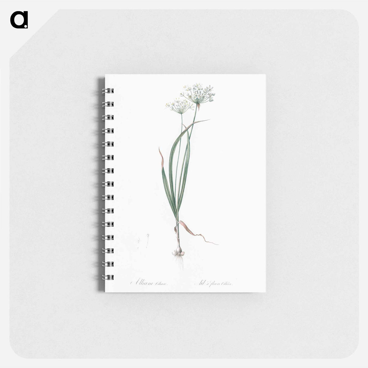 Hairy garlic illustration - ピエール ジョゼフ ルドゥーテ Memo.