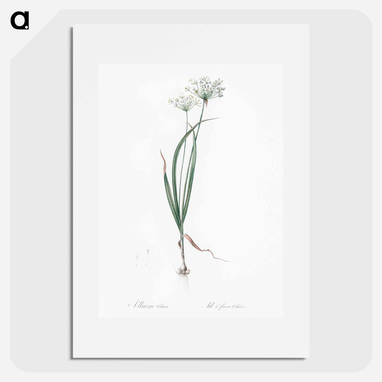 Hairy garlic illustration - Pierre Joseph Redouté Poster.