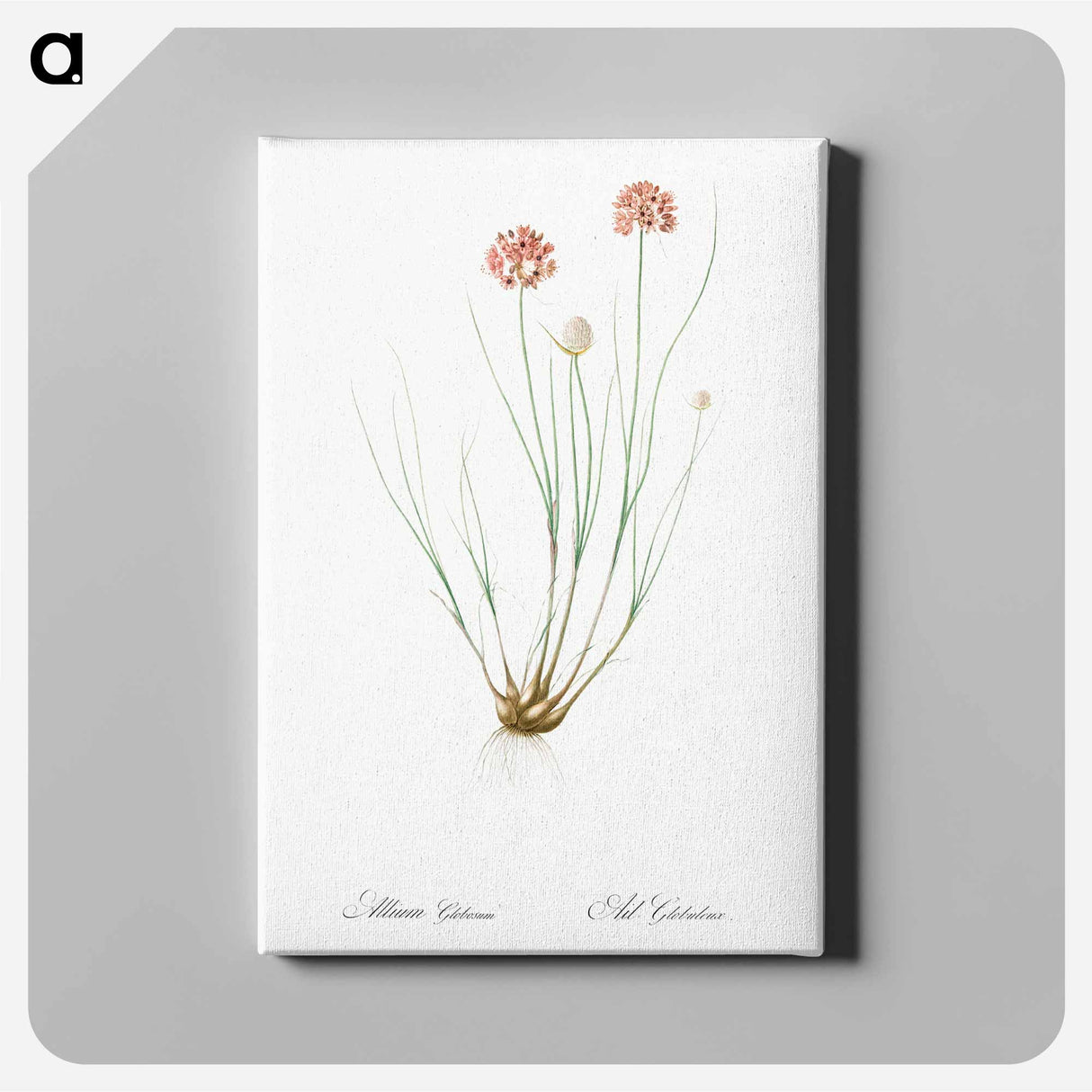 アートパネル-Allium globosum illustration - ピエール ジョゼフ ルドゥーテ Canvas.