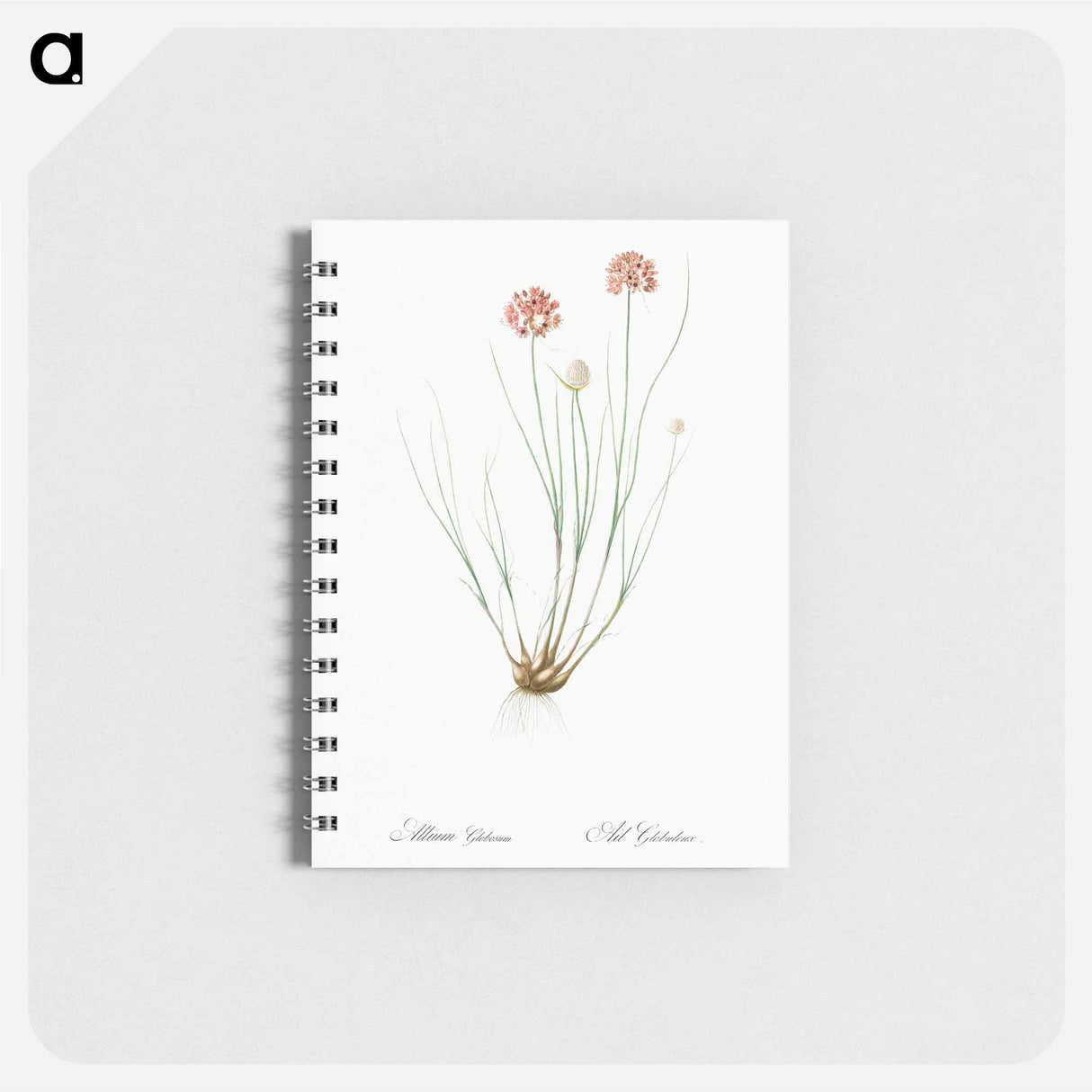 アートメモ帳-Allium globosum illustration - ピエール ジョゼフ ルドゥーテ Memo.