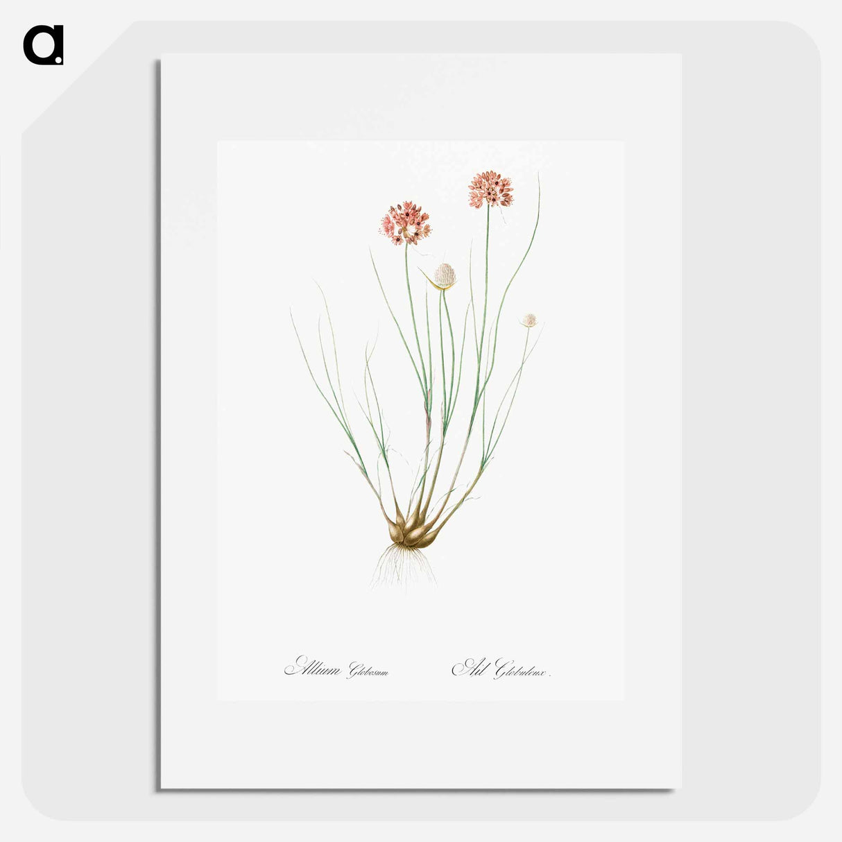アートポスター-Allium globosum illustration - ピエール ジョゼフ ルドゥーテ Poster.
