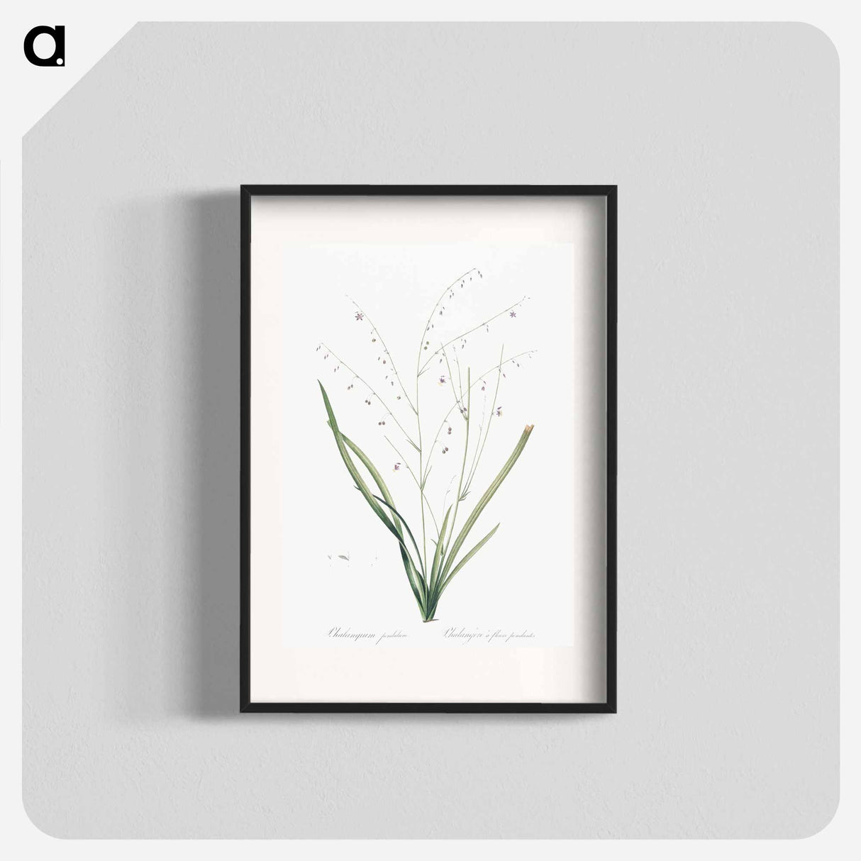 Pale vanilla lily illustration - Pierre Joseph Redouté Poster.