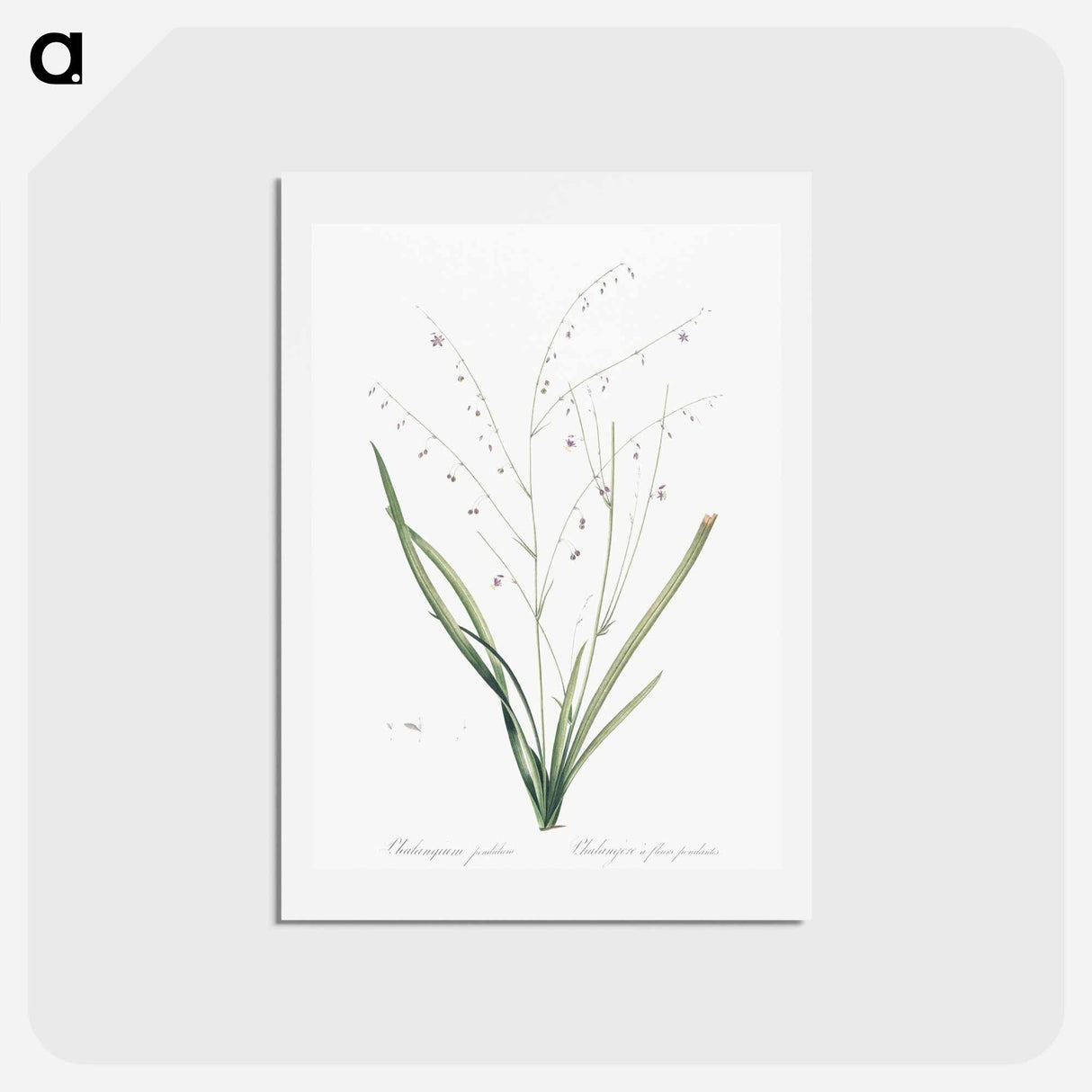アートポストカード-Pale vanilla lily illustration - ピエール ジョゼフ ルドゥーテ Postcard.