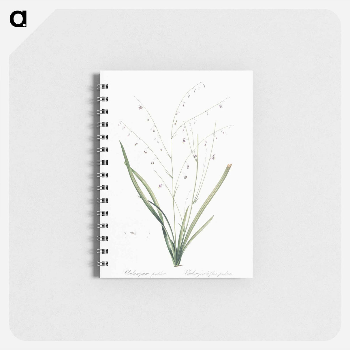 アートメモ帳-Pale vanilla lily illustration - ピエール ジョゼフ ルドゥーテ Memo.