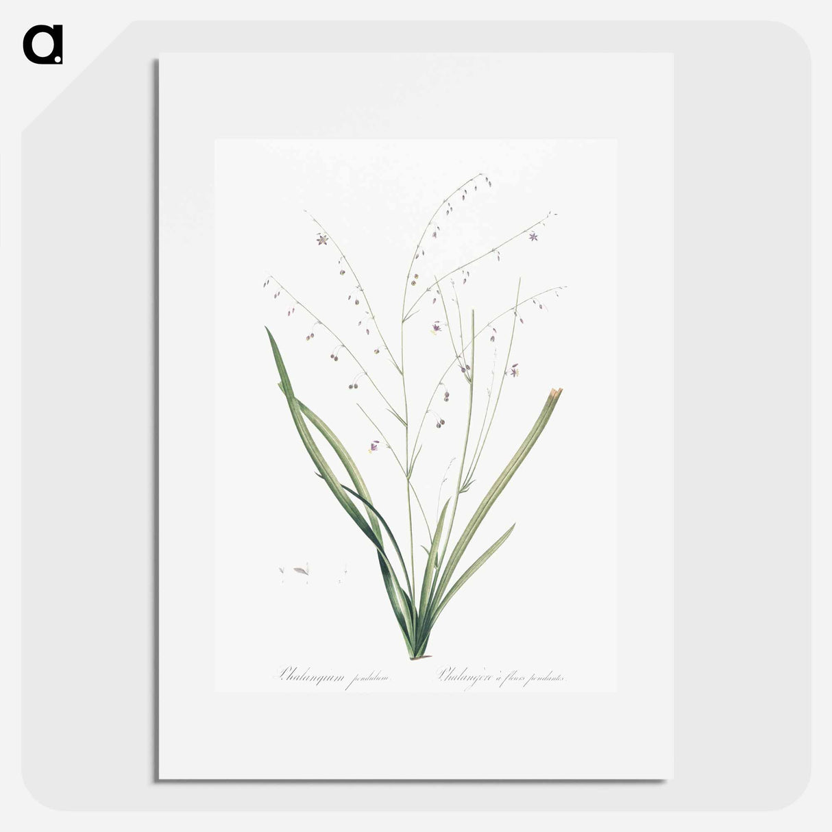 Pale vanilla lily illustration - Pierre Joseph Redouté Poster.