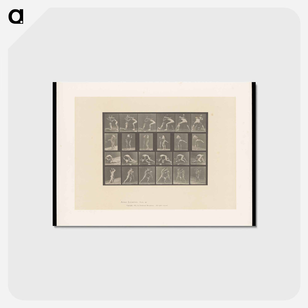 アートポストカード-Wrestlers and Boxers
- エドワード マイブリッジ Postcard.