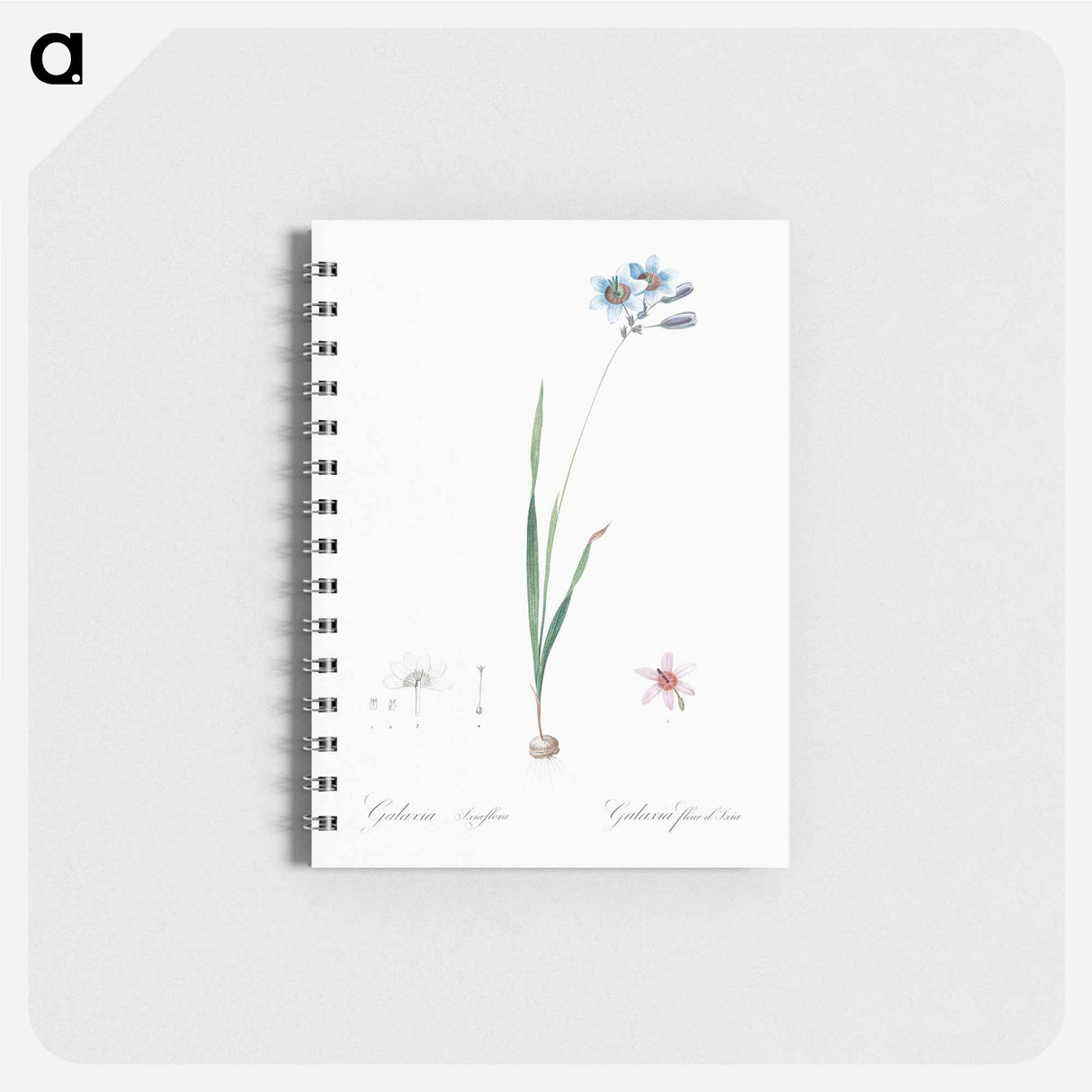 Galaxia ixiaeflora illustration - ピエール ジョゼフ ルドゥーテ Memo.