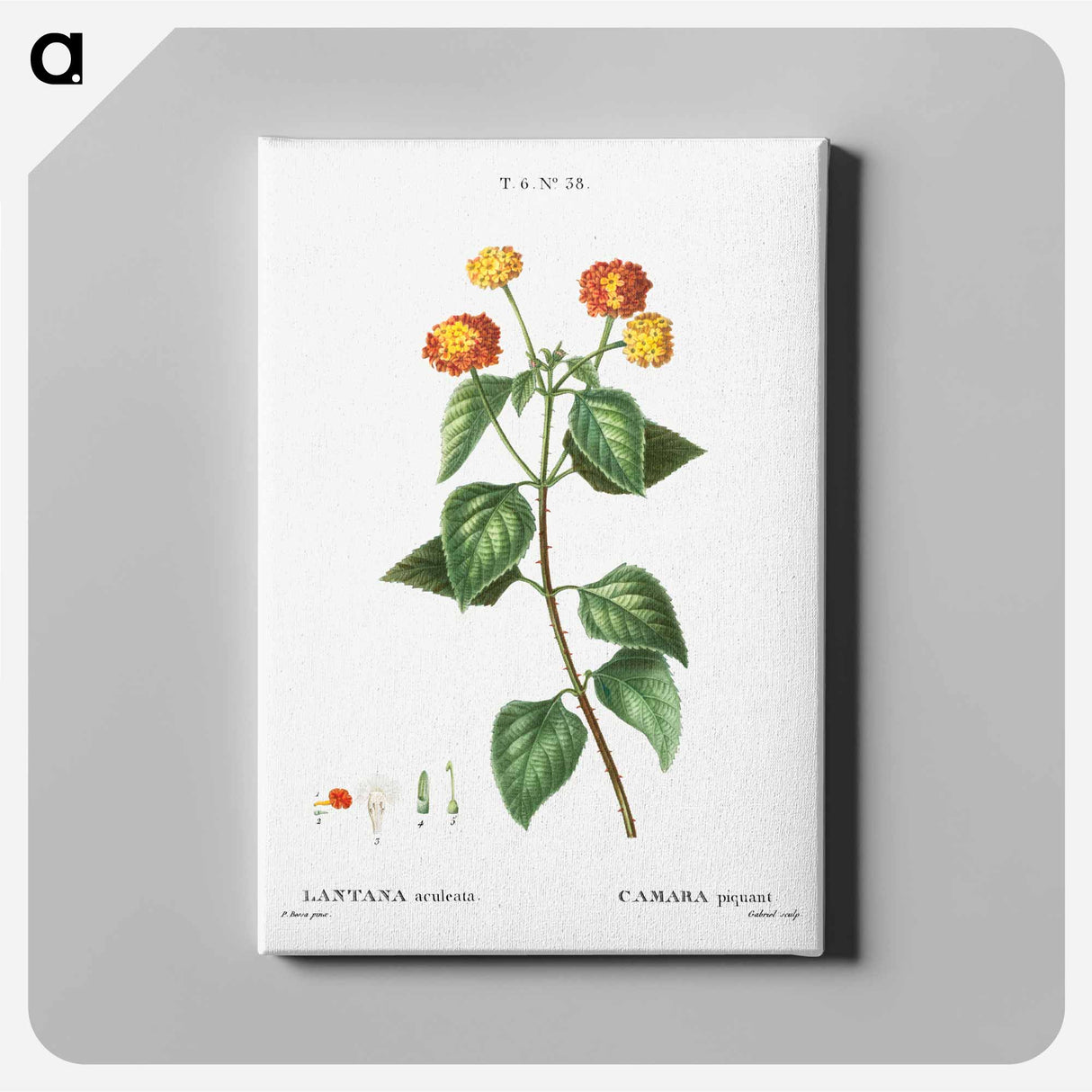 アートパネル-Tickberry (Lantana aculeata) - ピエール ジョゼフ ルドゥーテ Canvas.
