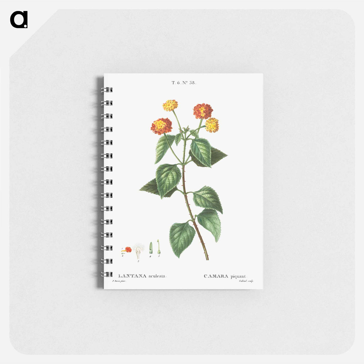 Tickberry (Lantana aculeata) - ピエール ジョゼフ ルドゥーテ Memo.