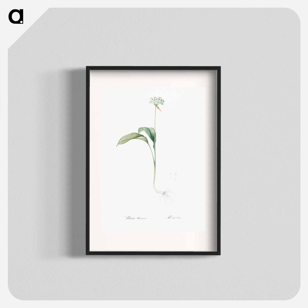 Ramsons - Pierre Joseph Redouté Poster.