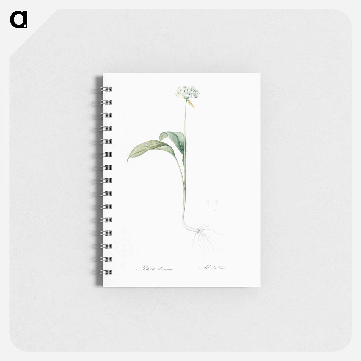 Ramsons - ピエール ジョゼフ ルドゥーテ Memo.